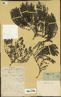 spécimen de Thymus vulgaris