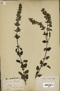 spécimen de Teucrium lucidum