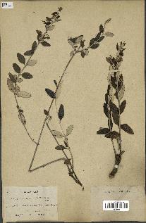 spécimen de Teucrium fruticans