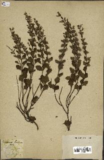 spécimen de Teucrium lucidum