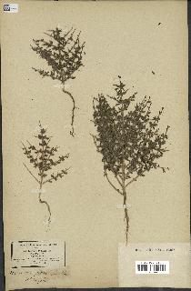 spécimen de Teucrium spinosum