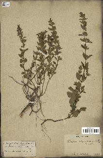 spécimen de Teucrium divaricatum