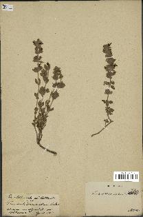 spécimen de Teucrium divaricatum