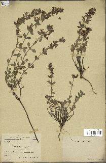 spécimen de Teucrium divaricatum