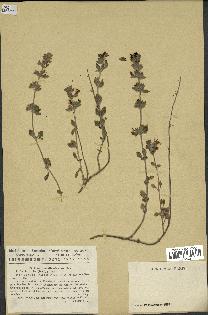 spécimen de Teucrium divaricatum