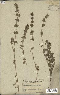 spécimen de Teucrium divaricatum