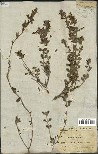 spécimen de Teucrium divaricatum