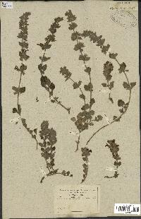 spécimen de Teucrium divaricatum