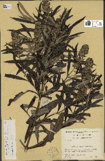 spécimen de Buddleja thyrsoides