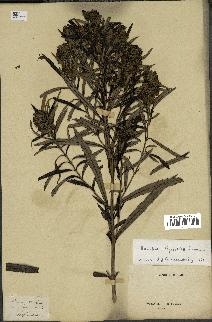 spécimen de Buddleja thyrsoides