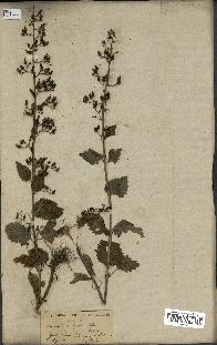 spécimen de Scrophularia arguta
