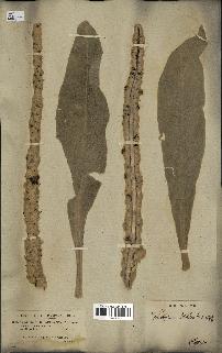 spécimen de Verbascum thapsus