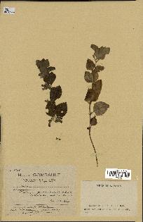 spécimen de Satureja grandiflora