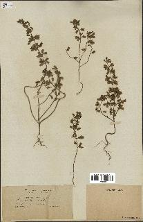 spécimen de Teucrium botrys