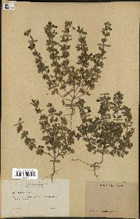 spécimen de Teucrium botrys