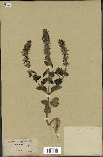 spécimen de Stachys hirta