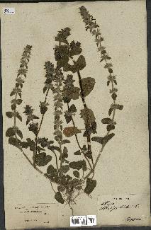 spécimen de Stachys hirta