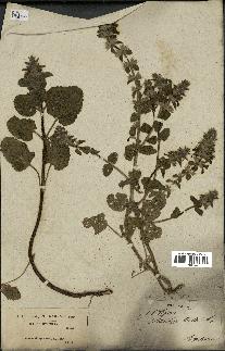 spécimen de Stachys hirta