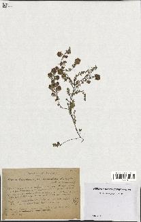 spécimen de Thymus serpyllum