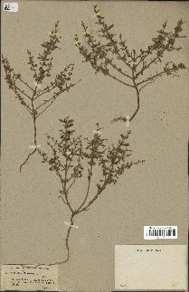 spécimen de Teucrium spinosum