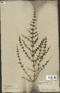 spécimen de Teucrium spinosum