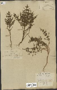 spécimen de Teucrium spinosum