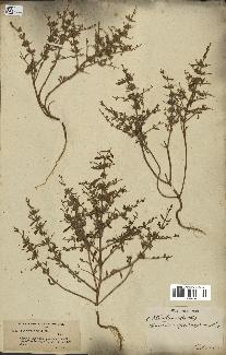 spécimen de Teucrium spinosum