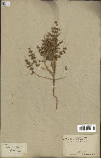 spécimen de Teucrium spinosum