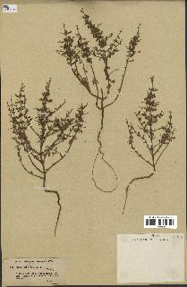 spécimen de Teucrium spinosum