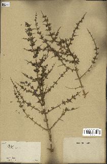 spécimen de Teucrium spinosum