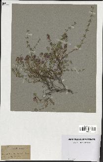 spécimen de Thymus serpyllum