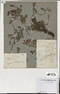 spécimen de Thymus serpyllum