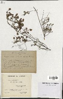spécimen de Thymus serpyllum