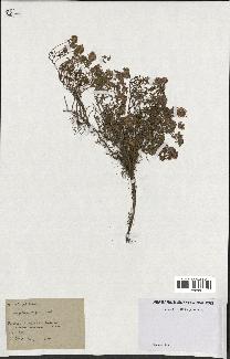 spécimen de Thymus serpyllum