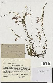 spécimen de Thymus serpyllum