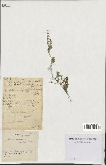 spécimen de Thymus serpyllum