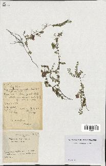 spécimen de Thymus serpyllum