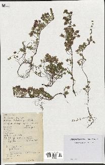 spécimen de Thymus serpyllum