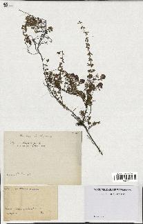 spécimen de Thymus serpyllum