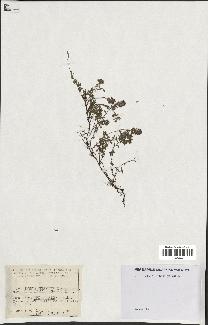 spécimen de Thymus serpyllum