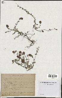 spécimen de Thymus serpyllum
