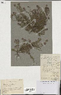 spécimen de Thymus serpyllum