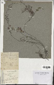 spécimen de Thymus serpyllum