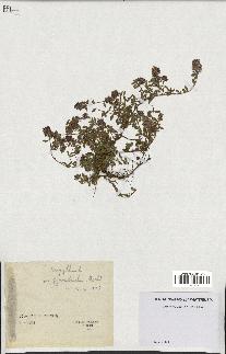 spécimen de Thymus serpyllum