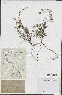 spécimen de Thymus serpyllum