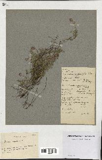 spécimen de Thymus serpyllum