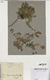 spécimen de Thymus serpyllum