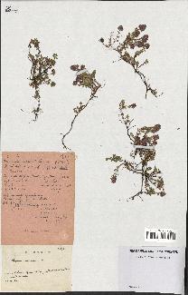 spécimen de Thymus serpyllum