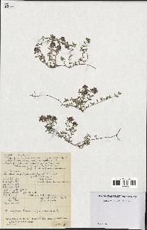 spécimen de Thymus serpyllum
