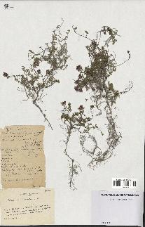 spécimen de Thymus serpyllum